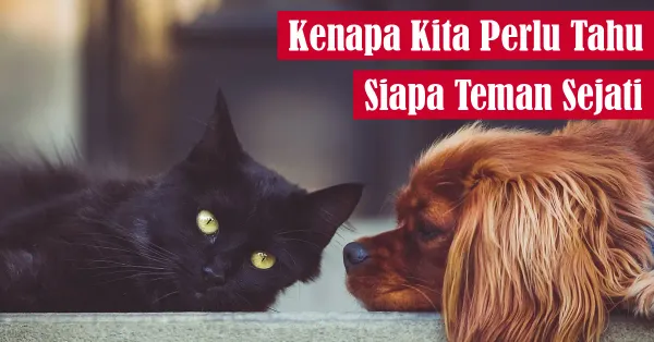 friendship, quiz