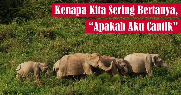 kecantikan, kuis
