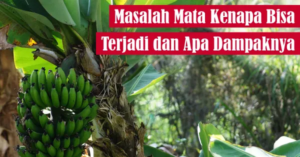 mata, kesehatan