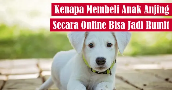 puppy, dog care