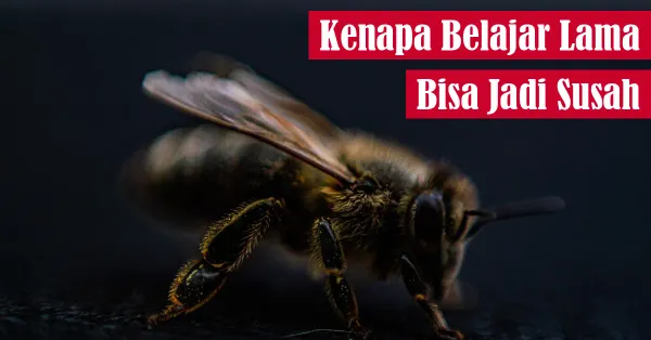 belajar, fokus