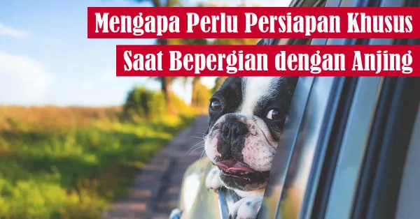 dog, travel