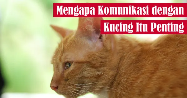 kucing, komunikasi